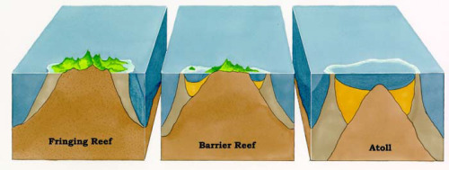 coral reef types of world