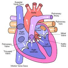 Human heart