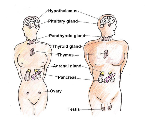  Glands of the Human body