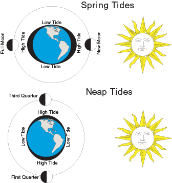 spring and neap tides