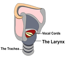 Larynx and Physiology of ear